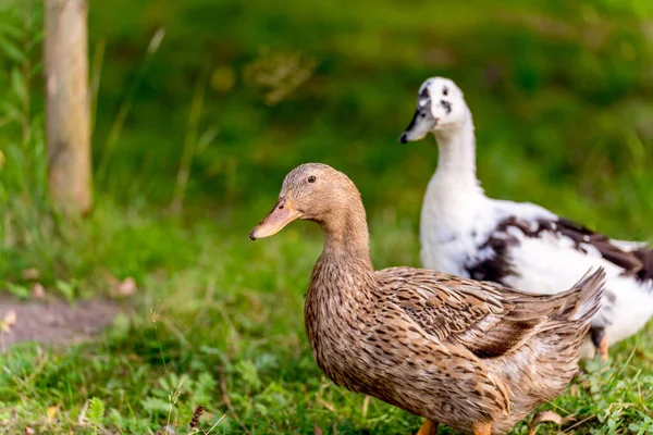 Duck Field Grass Organic Poultry Farm Duck Farm — Stock Photo, Image