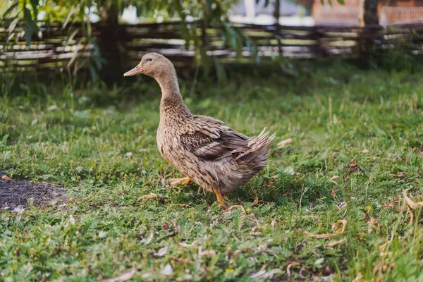 stock image duck on a field of grass, organic poultry farm, duck on a farm