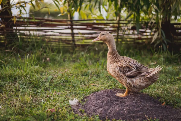 Duck Field Grass Organic Poultry Farm Duck Farm — Stock Photo, Image