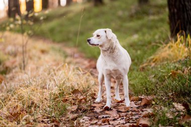 Beyaz, ormanda köpeklerle gezen Labrador tipli bir melez.. 