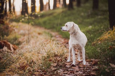 Beyaz, ormanda köpeklerle gezen Labrador tipli bir melez.. 