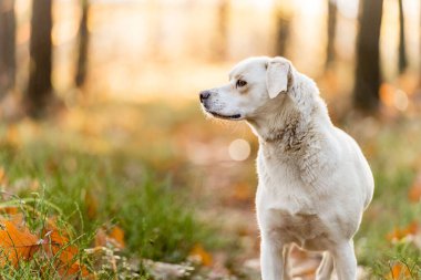 White a Labrador-type mongrel in a forrest, adventure hiking with dogs.  clipart