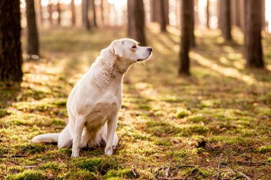Beyaz, ormanda köpeklerle gezen Labrador tipli bir melez.. 