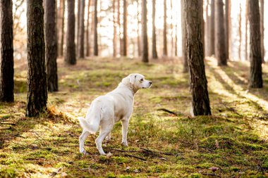 Beyaz, ormanda köpeklerle gezen Labrador tipli bir melez.. 