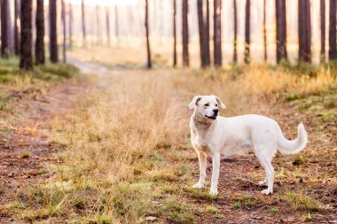 Beyaz, ormanda köpeklerle gezen Labrador tipli bir melez.. 