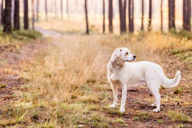 Beyaz, ormanda köpeklerle gezen Labrador tipli bir melez.. 