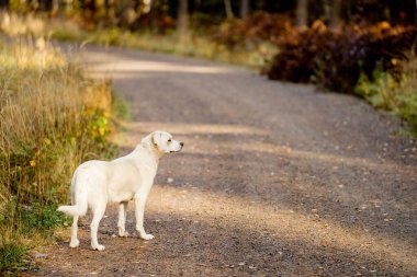 Beyaz, ormanda köpeklerle gezen Labrador tipli bir melez.. 