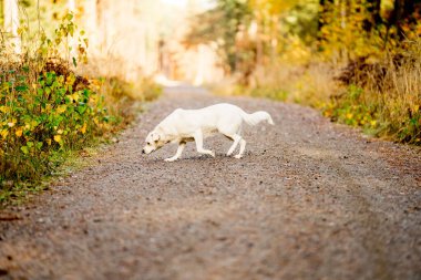 Beyaz, ormanda köpeklerle gezen Labrador tipli bir melez.. 