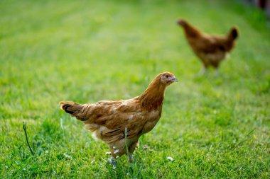 Organik bir kümes hayvanında, çimlerle beslenen genç tavuklar. Doğal yeşil arkaplan.
