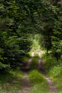 Ağaçları ve çalıları kırsalda büyüyen inanılmaz yeşil orman..