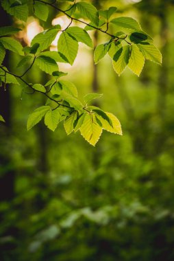 Ağaçları ve çalıları kırsalda büyüyen inanılmaz yeşil orman..