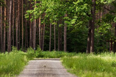 Ağaçları ve çalıları kırsalda büyüyen inanılmaz yeşil orman..