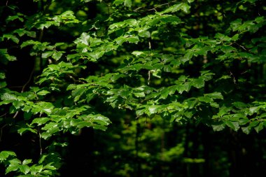 Ağaçları ve çalıları kırsalda büyüyen inanılmaz yeşil orman..