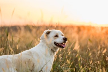 Dost canlısı melez köpek Golden Hour 'da çayırda yürüyor.