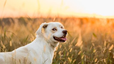 Dost canlısı melez köpek Golden Hour 'da çayırda yürüyor.