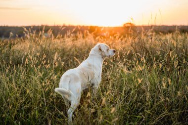 Dost canlısı melez köpek Golden Hour 'da çayırda yürüyor.