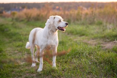 Dost canlısı melez köpek Golden Hour 'da çayırda yürüyor.