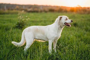 Dost canlısı melez köpek Golden Hour 'da çayırda yürüyor.