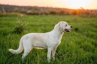 Dost canlısı melez köpek Golden Hour 'da çayırda yürüyor.