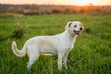 Dost canlısı melez köpek Golden Hour 'da çayırda yürüyor.