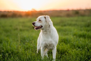 Dost canlısı melez köpek Golden Hour 'da çayırda yürüyor.