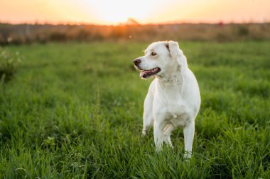 Dost canlısı melez köpek Golden Hour 'da çayırda yürüyor.