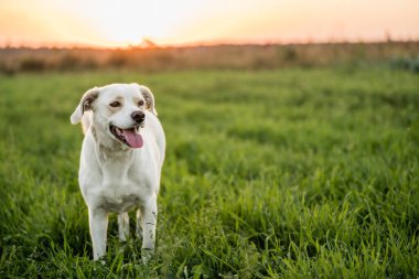 Dost canlısı melez köpek Golden Hour 'da çayırda yürüyor.