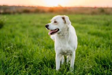 Friendly Mixed-Breed Dog on a Walk in a Meadow at Golden Hour clipart