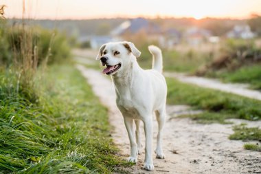 Dost canlısı melez köpek Golden Hour 'da çayırda yürüyor.