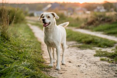 Dost canlısı melez köpek Golden Hour 'da çayırda yürüyor.