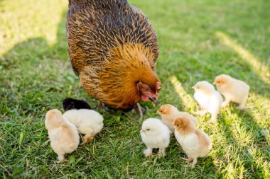 Hen with Chicks on Grass in Organic Poultry Farming clipart