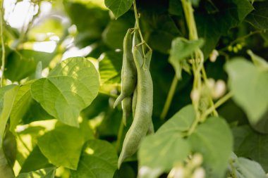 Yeşil Kutup Fasulyesi Organik Sebze Çiftçiliğine Yakın plan