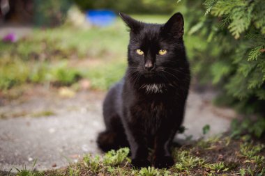 Close-up of a Black Cat in a Rural Setting clipart