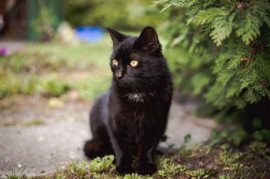 Close-up of a Black Cat in a Rural Setting clipart