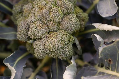 Sahadaki Organik Brokoli 'ye yakın plan