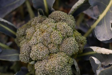 Sahadaki Organik Brokoli 'ye yakın plan