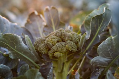 Sahadaki Organik Brokoli 'ye yakın plan