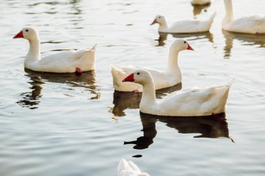 Altın Saatte Gölde Yüzen Kazlar