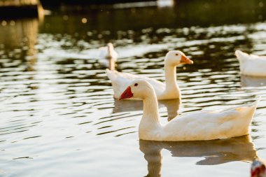Altın Saatte Gölde Yüzen Kazlar
