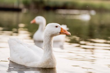 Altın Saatte Gölde Yüzen Kazlar