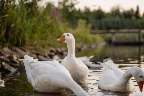 Гуси плавают на озере в золотой час