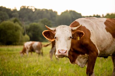 Altın Saatte Organik Sığır Çayırı