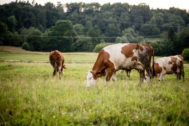 Altın Saatte Organik Sığır Çayırı