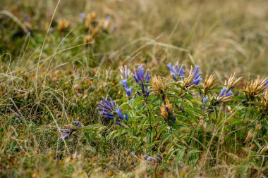 Bieszczady 'deki Bukowe Berdo üzerinden Tarnica' ya giden patika.