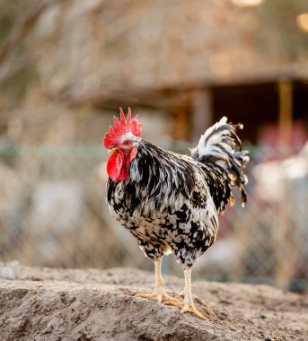 Benekli Beyaz Horoz Kargası