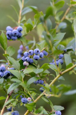 Yazın organik Amerikan Yabanmersini Bitkileri