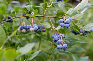 Yazın organik Amerikan Yabanmersini Bitkileri