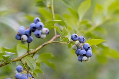 Yazın organik Amerikan Yabanmersini Bitkileri