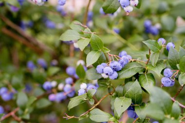 Yazın organik Amerikan Yabanmersini Bitkileri
