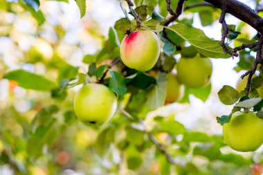 Bir Şube Üzerinde Organik Elmaların Yakın Çekimi